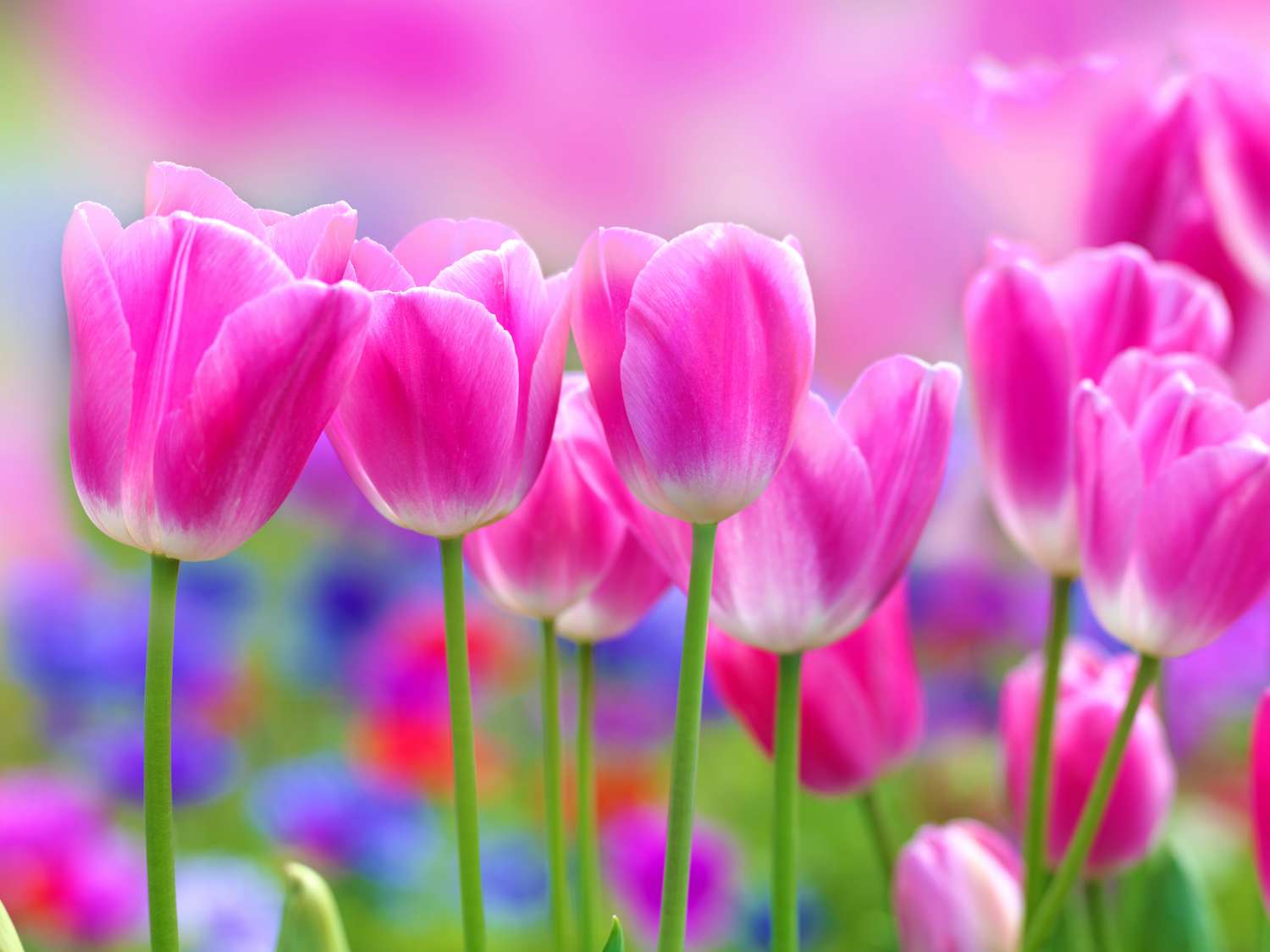 Фотообои на флизелиновой основе с изображением розовых тюльпанов